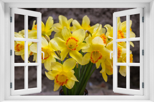 Fototapeta Naklejka Na Ścianę Okno 3D - Blooming yellow daffodils (Narcissus)