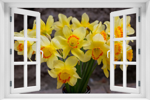 Fototapeta Naklejka Na Ścianę Okno 3D - Blooming yellow daffodils (Narcissus)