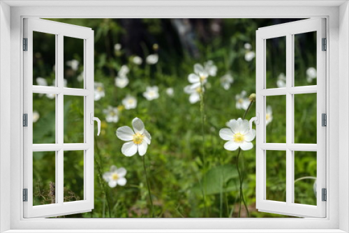 Fototapeta Naklejka Na Ścianę Okno 3D - Flowers of white Anemones (Anemone nemorosa) grow on sammer meadow.