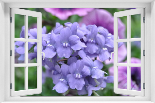 Fototapeta Naklejka Na Ścianę Okno 3D - purple flowers in the garden