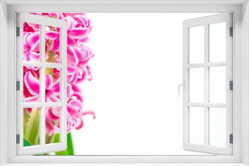 Fototapeta Naklejka Na Ścianę Okno 3D - pink hyacinths on white background
