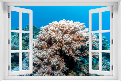 Fototapeta Naklejka Na Ścianę Okno 3D - Underwater, Lembeh Strait,Indonesia