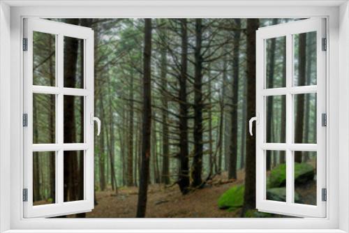 Fototapeta Naklejka Na Ścianę Okno 3D - Panorama of Eerie Forest Trail