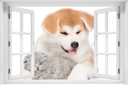 Fototapeta Naklejka Na Ścianę Okno 3D - Akita inu puppy hugging baby kitten. isolated on white background