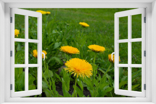 Fototapeta Naklejka Na Ścianę Okno 3D - blooming dandelion flower in the meadow. Banner for design.
