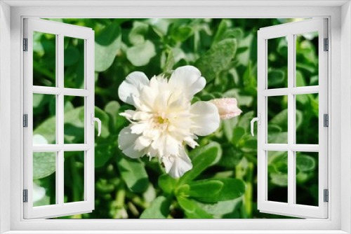 Fototapeta Naklejka Na Ścianę Okno 3D - Flowers volume 99885