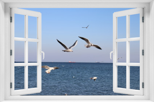 Fototapeta Naklejka Na Ścianę Okno 3D - Seagulls in free flight 3