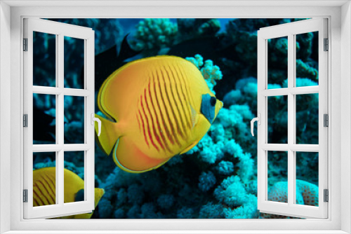 Fototapeta Naklejka Na Ścianę Okno 3D - Underwater world of fish