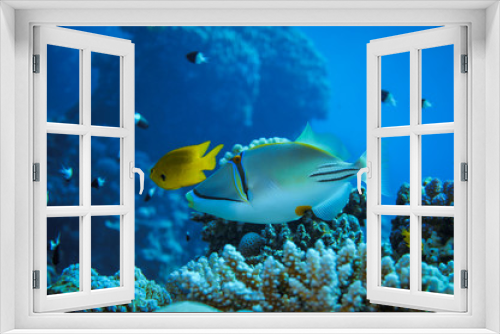 Fototapeta Naklejka Na Ścianę Okno 3D - photos of exotic fish under water