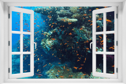 Fototapeta Naklejka Na Ścianę Okno 3D - Coral reef underwater, a lot of fish, diving