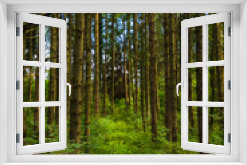 Fototapeta Naklejka Na Ścianę Okno 3D - View of trees from inside a forest