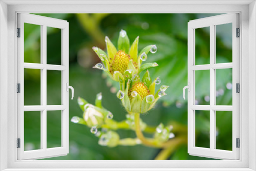 Fototapeta Naklejka Na Ścianę Okno 3D - いちご農家のビニールハウス　いちごの葉水