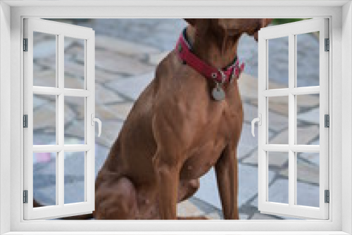 Fototapeta Naklejka Na Ścianę Okno 3D - Dog on terrace