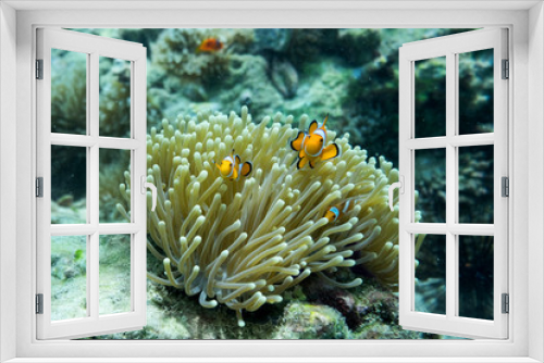 Fototapeta Naklejka Na Ścianę Okno 3D - orange clown fish