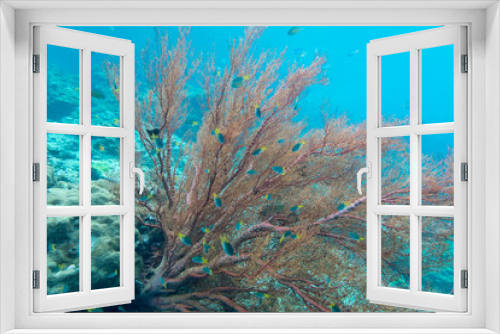 Fototapeta Naklejka Na Ścianę Okno 3D - Coraline algae coral