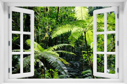 Fototapeta Naklejka Na Ścianę Okno 3D - tree fern in Amazonian rain forest Colombia