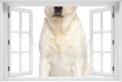 Fototapeta Naklejka Na Ścianę Okno 3D - Labrador retriever Dog on Isolated White Background in studio