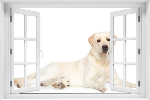 Fototapeta Naklejka Na Ścianę Okno 3D - Labrador retriever Dog on Isolated White Background in studio