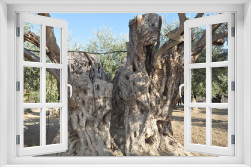 Fototapeta Naklejka Na Ścianę Okno 3D - The beautiful Olive in farmland