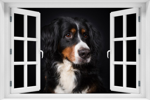 Fototapeta Naklejka Na Ścianę Okno 3D - Bernese mountain dog on black background