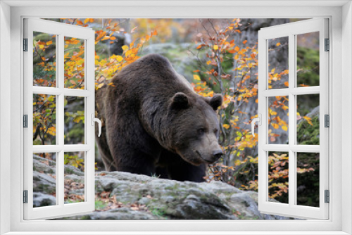 Fototapeta Naklejka Na Ścianę Okno 3D - Braunbär (Ursus arctos) Eurasien