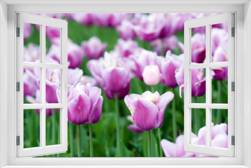 Fototapeta Naklejka Na Ścianę Okno 3D - blooming tulips in springtime