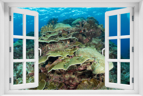 Fototapeta Naklejka Na Ścianę Okno 3D - Christmas Island Underwater