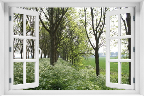 Fototapeta Naklejka Na Ścianę Okno 3D - a dyke with rows of trees with fresh green leaves and lots of white flowering cow parsley in between in springtime