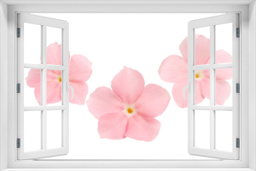Fototapeta Naklejka Na Ścianę Okno 3D - pink flower phlox isolated