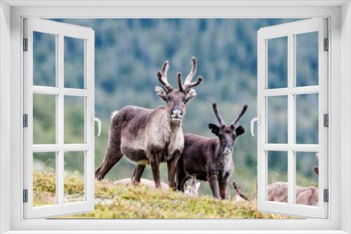 Fototapeta Naklejka Na Ścianę Okno 3D - wild reindeer grazing in the mountains
