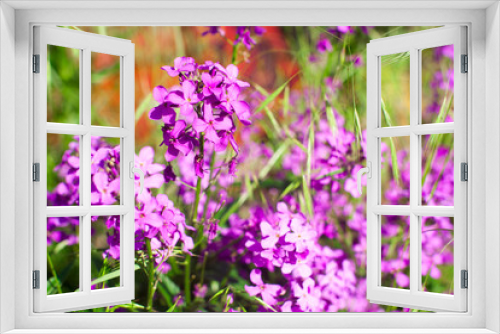 Fototapeta Naklejka Na Ścianę Okno 3D - Colorful image wild flowers of clover in a meadow