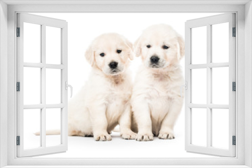 Fototapeta Naklejka Na Ścianę Okno 3D - Two golden retriever puppies together isolated