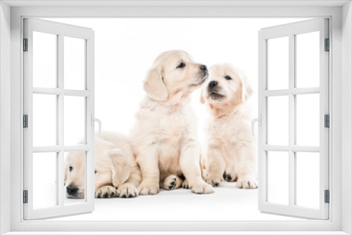 Fototapeta Naklejka Na Ścianę Okno 3D - Emotional behaviour of golden retriever puppies sitting isolated