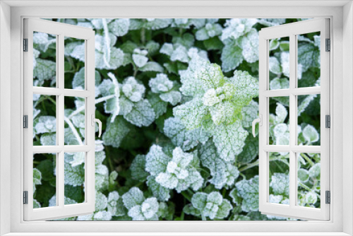 Fototapeta Naklejka Na Ścianę Okno 3D - Winter nature background with leaves of wild peppermint covered with white hoar frost and ice crystal formation