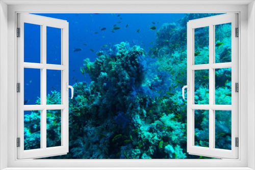 Fototapeta Naklejka Na Ścianę Okno 3D - Common Bigeye and other tropical fish on coral reef in the Red Sea