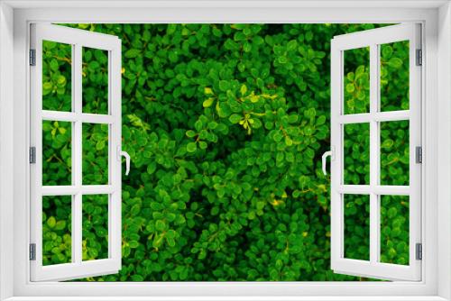 Fototapeta Naklejka Na Ścianę Okno 3D - Natural background - green leaves.