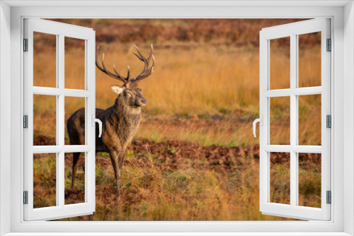 Fototapeta Naklejka Na Ścianę Okno 3D - UK Red Deer