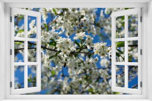 Fototapeta Naklejka Na Ścianę Okno 3D - white flowers in spring