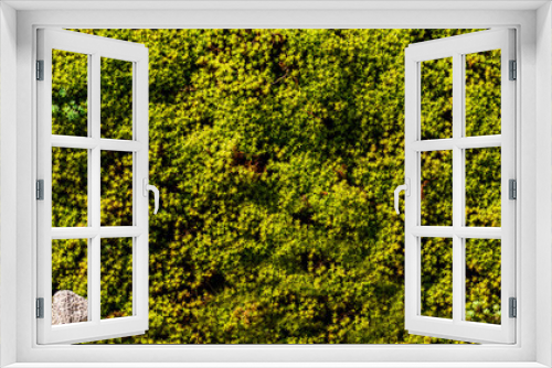 Fototapeta Naklejka Na Ścianę Okno 3D - wide view of green moss and plants,full frame texture background