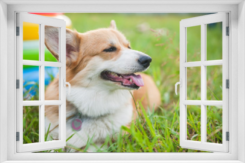 Fototapeta Naklejka Na Ścianę Okno 3D - Happy purebred Corgi dog outdoors in the grass