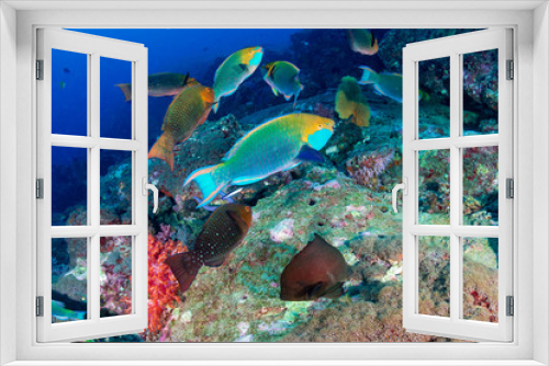 Fototapeta Naklejka Na Ścianę Okno 3D - Colorful Parrotfish feeding on a tropical coral reef