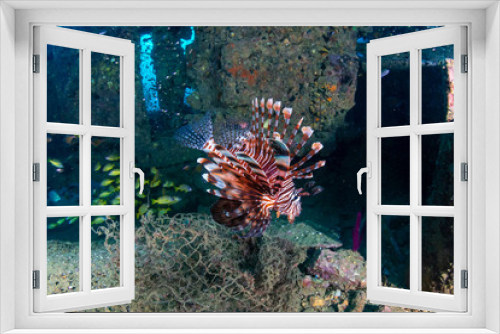 Fototapeta Naklejka Na Ścianę Okno 3D - Colorful Lionfish hunting on a old, underwater shipwreck in a tropical ocean
