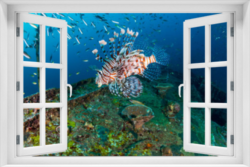 Fototapeta Naklejka Na Ścianę Okno 3D - Colorful Lionfish hunting on a old, underwater shipwreck in a tropical ocean