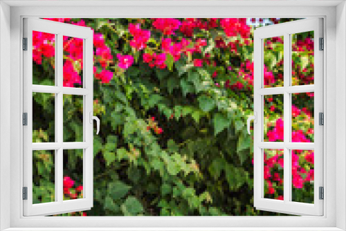 Fototapeta Naklejka Na Ścianę Okno 3D - Large lush bush bright colors