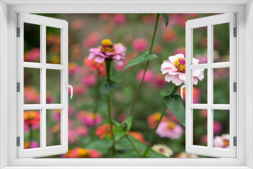 Fototapeta Naklejka Na Ścianę Okno 3D - colorful flower close up in garden