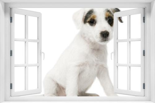 Fototapeta Naklejka Na Ścianę Okno 3D - Parson Russell Terrier puppy sitting