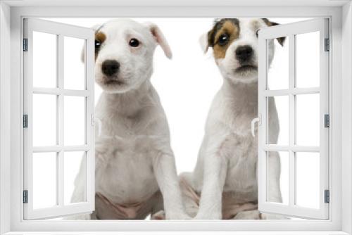 Fototapeta Naklejka Na Ścianę Okno 3D - Parson Russell Terrier puppies sitting