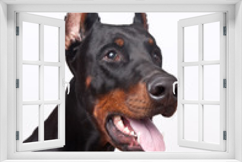 Fototapeta Naklejka Na Ścianę Okno 3D - dog breed Doberman pincher portrait on white background, concept emotion surprise