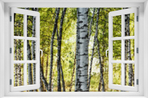 Fototapeta Naklejka Na Ścianę Okno 3D - forest birch