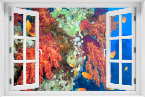 Fototapeta Naklejka Na Ścianę Okno 3D - Beautiful coral reef with the diver.